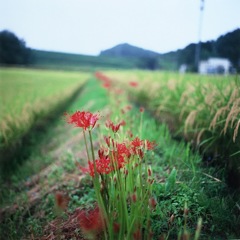 あぜ道の彼岸花