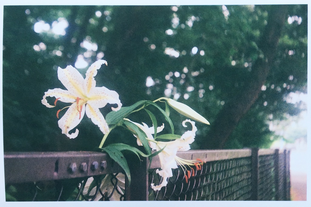 ユリ