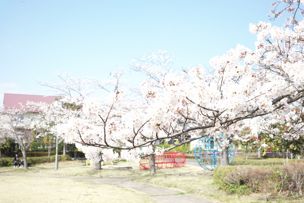 お散歩桜