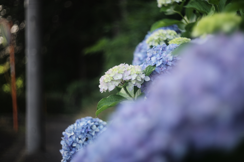 朝んぽ