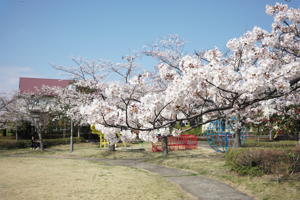 公園桜