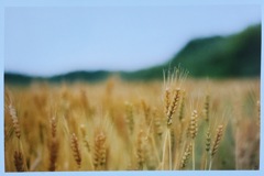 麦畑