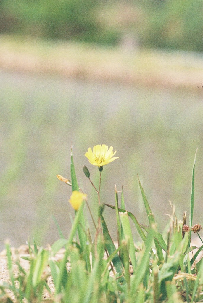 すっくと立つ