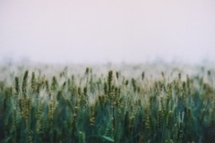 霧の麦畑