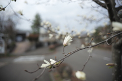 咲き始め
