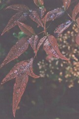 水滴