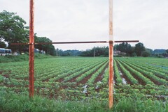 鉄柱と茶豆畑