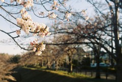 咲き始め