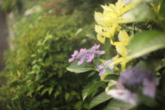 朝んぽ写真