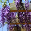 若い藤の花