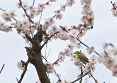 春を待つ