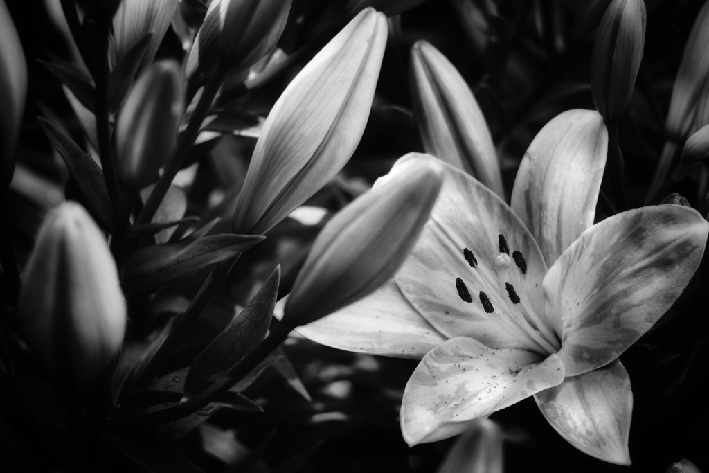 The boundless vitality of the lily