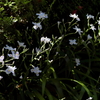 陽隠の薄紫