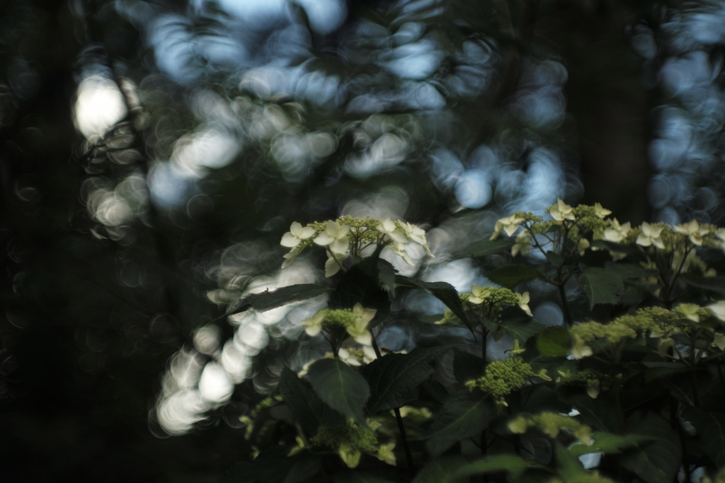 baby hydrangea３