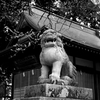神殿狛犬　〜M8と歩く