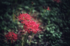 Lycoris Lycoris