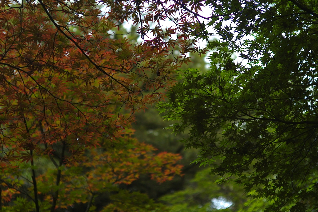 春の紅葉