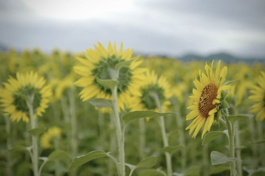 Sunflower facing north
