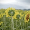 Sunflower facing north