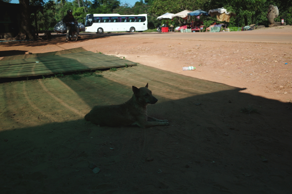 狂犬病