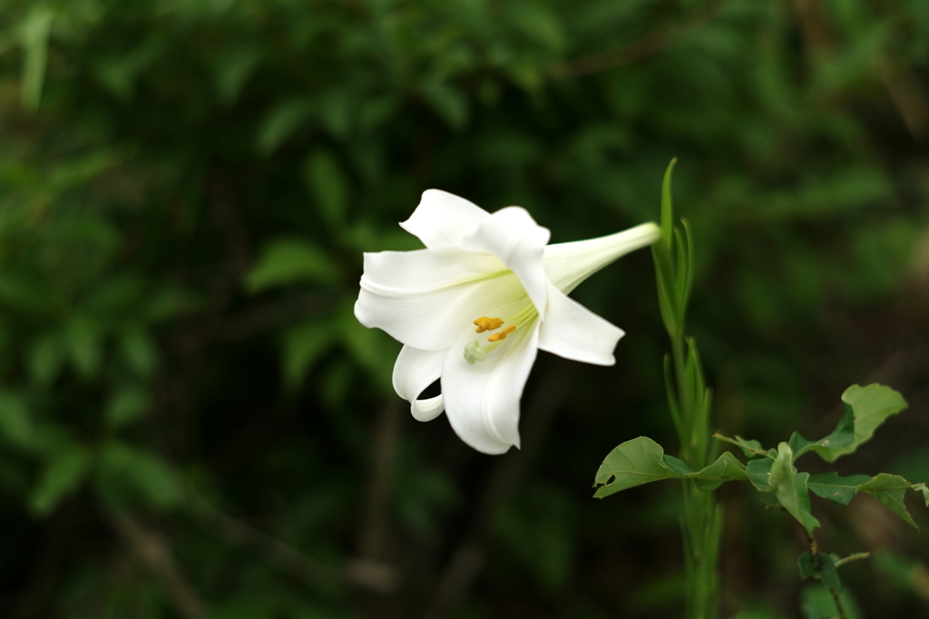 立てば芍薬