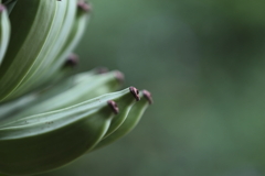 碧(MIDORI)