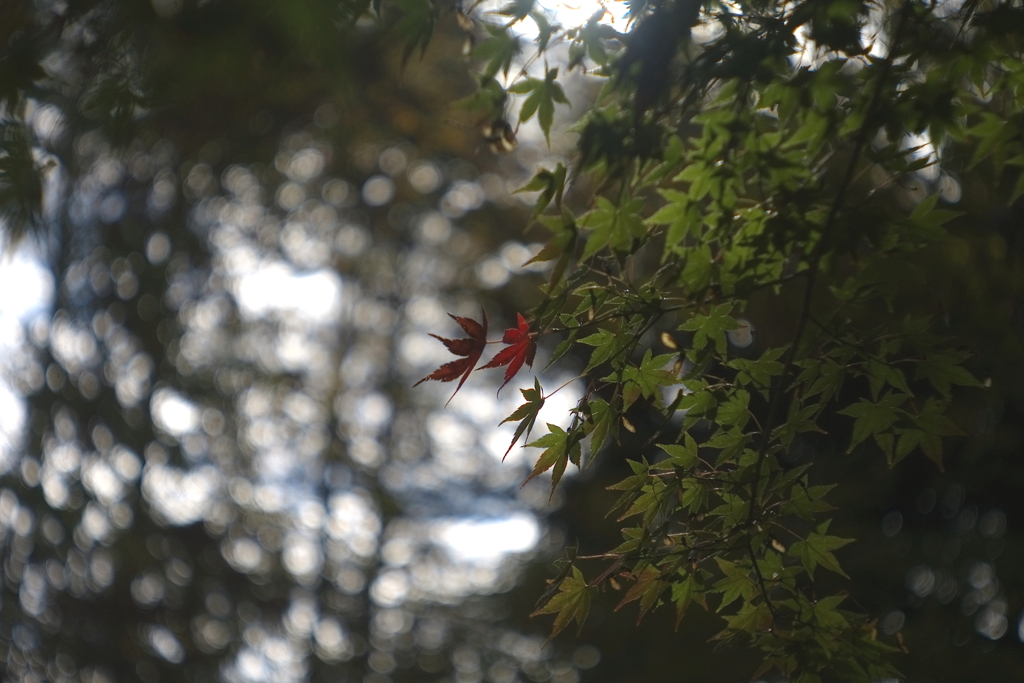 CCD逍遥　〜紅さがし（４）