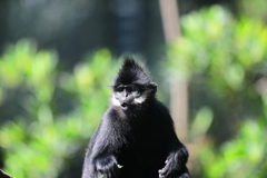 CHINA 広州動物公園ー霊長類