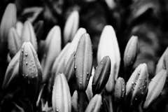 The boundless vitality of the lily２
