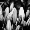 The boundless vitality of the lily２