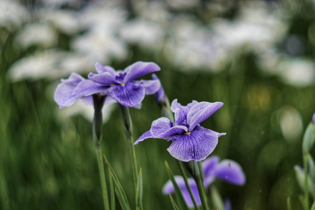 花菖蒲