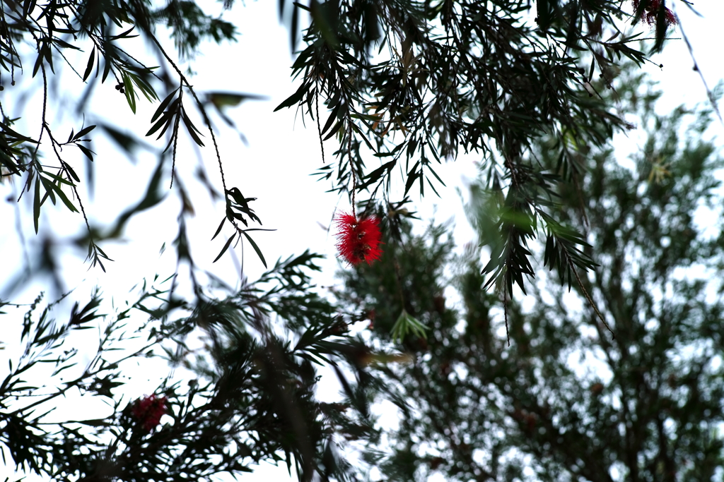 紅