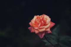 薔薇