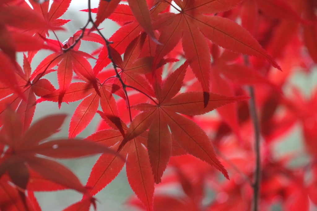 紅さがし（５）