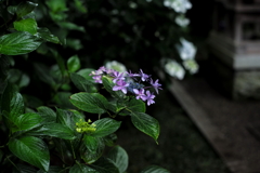 雨だからこそ