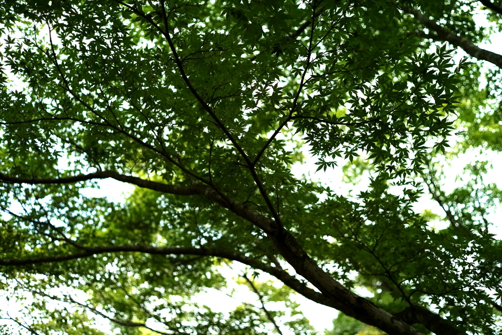 晩夏２　〜秋の気配