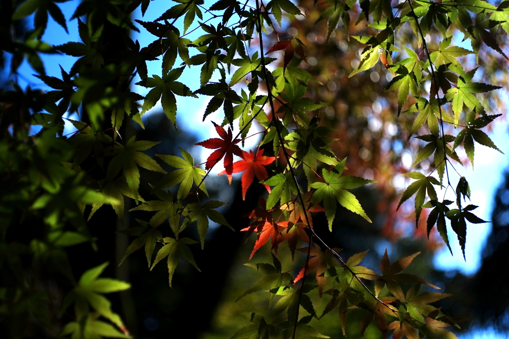 紅さがし（３）