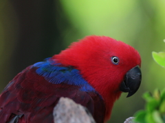 CHINA 広州動物公園ーバードエリア