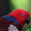 CHINA 広州動物公園ーバードエリア