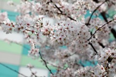 《上海撮影行脚（二日目）》ここで桜をみれるとは②