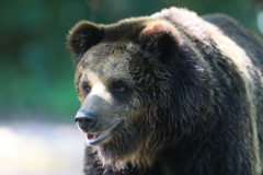 CHINA 広州動物公園ー人間の目にそっくり