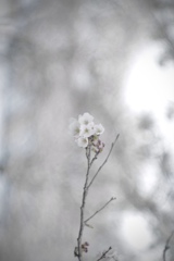 花霞そして舞櫻