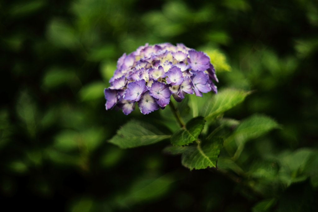 初夏紫陽花