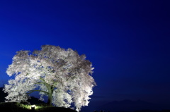 ワニ塚の桜とライトアップ