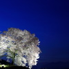 ワニ塚の桜とライトアップ