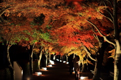 紅葉ライトアップ