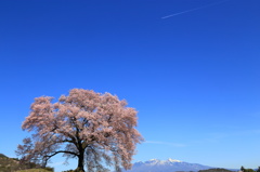 ワニ塚の桜と八ヶ岳