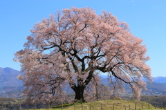 ワニ塚の桜