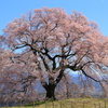 ワニ塚の桜