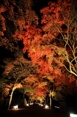 紅葉ライトアップ